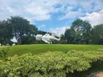 Vriendelijke en betrouwbare tuinman aangeboden/gezocht, Diensten en Vakmensen, Tuinmannen en Stratenmakers