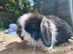 Nestje met 4 prachtige minilop hangoor dwerg konijntjes, Mannelijk, Dwerg, Hangoor