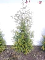 Thuja Brabant 60cm tot 160 cm, Tuin en Terras, Haag, Conifeer, Ophalen, 100 tot 250 cm