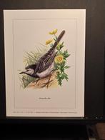 Witte kwikstaart - Buzin - prent kunst  afmeting  18 x 24 cm, Verzenden, Zo goed als nieuw, Voor 1940, Dier