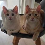 Twee lieve kittens van 7 maanden zoeken samen nieuw thuis, Dieren en Toebehoren, Katten en Kittens | Overige Katten