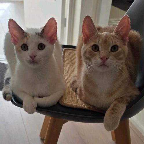 Twee lieve kittens van 7 maanden zoeken samen nieuw thuis, Dieren en Toebehoren, Katten en Kittens | Overige Katten