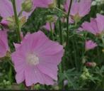 Zaden muskuskaasjeskruid, Ophalen of Verzenden, Volle zon