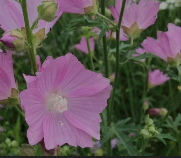 Zaden muskuskaasjeskruid, Tuin en Terras, Bloembollen en Zaden, Volle zon, Ophalen of Verzenden