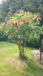 Rozen boompje, Overige soorten, 100 tot 250 cm, Zomer, Ophalen
