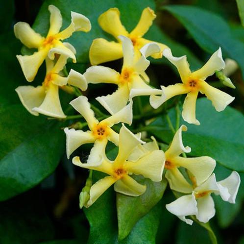 Toscaanse Jasmijn, met licht gele bloem 175 cm hoog!!!!, Tuin en Terras, Planten | Tuinplanten, Overige soorten, Volle zon, Zomer