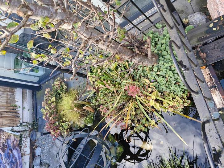 Planten voor vijver, keien, loopbrug, Tuin en Terras, Vijver-toebehoren, Ophalen of Verzenden