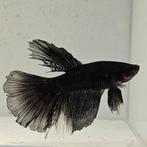 Betta splendens man 14, Dieren en Toebehoren, Vissen | Aquariumvissen, Vis