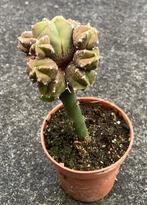 Cactus, Astrophytum, Huis en Inrichting, Kamerplanten, Ophalen of Verzenden, Cactus, Volle zon, Minder dan 100 cm