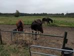 Paarden verzorger omgeving Nieuwkuijk, Ophalen, Zo goed als nieuw