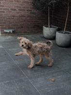 Maltipoo puppy reutje zoekt een warm thuis., Parvo, 15 weken tot 1 jaar, Eén hond, Nederland