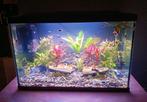 Superfish aquarium 80cm, Dieren en Toebehoren, Ophalen, Zo goed als nieuw, Gevuld zoetwateraquarium