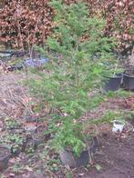 Grote Taxus baccata in pot hoogte circa 150 goed vertakt, Tuin en Terras, Taxus, Struik, Ophalen, 100 tot 250 cm