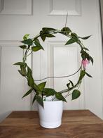 Hoya carrii, Ophalen of Verzenden, Overige soorten, Halfschaduw, Minder dan 100 cm