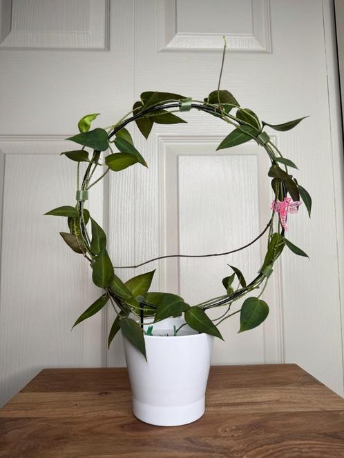 Hoya carrii, Huis en Inrichting, Kamerplanten, Overige soorten, Minder dan 100 cm, Halfschaduw, Ophalen of Verzenden