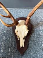 Gewei, Verzamelen, Dierenverzamelingen, Ophalen, Zo goed als nieuw, Hert, Gewei of Kop