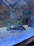 Dovii man, Dieren en Toebehoren, Vissen | Aquariumvissen, Vis