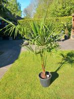 Palmboom Fortunei stam 20-25 cm, Tuin en Terras, Planten | Fruitbomen, Ophalen, Minder dan 100 cm, Volle zon, Citroenboom