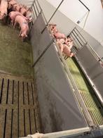 Hokinrichting voor vleesvarkens [614], Dieren en Toebehoren, Boekhorst Trading, Info@boekhorsttrading.com, Singel 16, Horssen