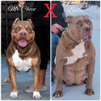 American bully xl pups, CDV (hondenziekte), Particulier, Meerdere, 8 tot 15 weken