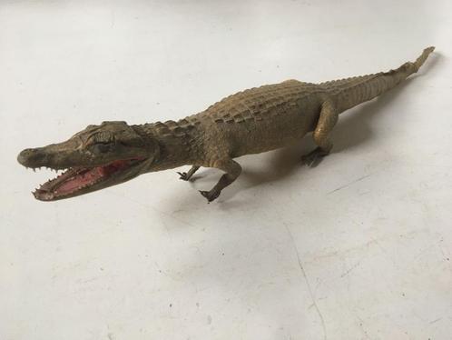 Opgezette oude kaaiman, krokodil - taxidermie, Verzamelen, Dierenverzamelingen, Gebruikt, Opgezet dier, Wild dier, Ophalen of Verzenden