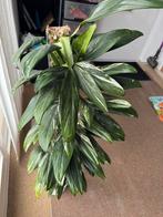 Monstera standleyana variegata, Huis en Inrichting, Kamerplanten, Ophalen, 100 tot 150 cm, Overige soorten, In pot