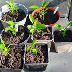 sinaasappelboompjes (in wording), Ophalen, Zomer, Overige soorten, Volle zon