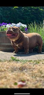 American bully nano pups, Dieren en Toebehoren, Honden | Bulldogs, Pinschers en Molossers, Rabiës (hondsdolheid), Overige rassen