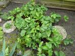 aardbeien planten, Tuin en Terras, Planten | Tuinplanten, Ophalen, Volle zon, Vaste plant, Fruitplanten