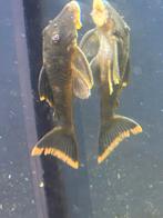 L-nummers 106, Dieren en Toebehoren, Vis