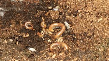 Miljoenpoot Spirostreptus sp.1 beschikbaar voor biedingen