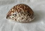 Prachtige glanzende Cypraea Tigris, tijgerschelp (1), Ophalen of Verzenden, Schelp(en)