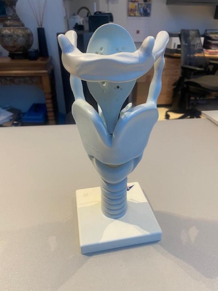 3D anatomisch model van Strottenhoofd, Diversen, Schoolbenodigdheden, Gebruikt, Ophalen of Verzenden