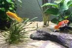 2 goudvisjes zoeken een groter verblijf, Dieren en Toebehoren, Vissen | Vijvervissen, Goudvis(sen)