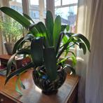 Grote difenbachia in binnenpot 29x22, ca 83 cm hoog, Ophalen, Overige soorten, Minder dan 100 cm