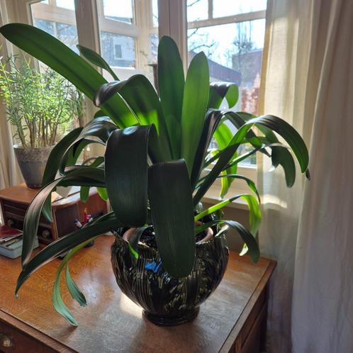 Grote difenbachia in binnenpot 29x22, ca 83 cm hoog, Huis en Inrichting, Kamerplanten, Overige soorten, Minder dan 100 cm, Ophalen