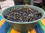 Winterharde Palmboom baby’s in bak!, Tuin en Terras, Planten | Bomen, Ophalen, Halfschaduw, Lente, Minder dan 100 cm