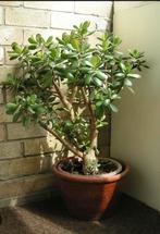 Jade plant / crassula ovata / geldplant stekjes, Ophalen of Verzenden, Overige soorten, Minder dan 100 cm