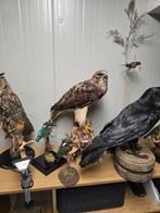 Geprepareerde roodstaartbuizerd, Verzamelen, Dierenverzamelingen, Ophalen of Verzenden, Nieuw, Vogel, Opgezet dier