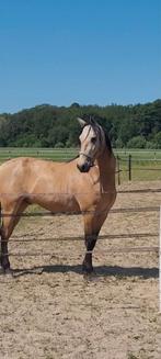 Leaser gezocht, 6 jarige ruin, Dieren en Toebehoren, September, Mannelijk