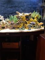 Aquarium, Ophalen, Gevuld zoetwateraquarium