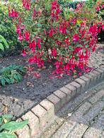 Gratis voor de liefhebber, diverse soorten fuchsia's, Tuin en Terras, Planten | Tuinplanten, Ophalen, Zomer, Overige soorten, Volle zon