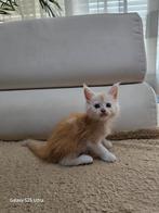 Maine Coon met stamboom en twee jaar garantie!, Dieren en Toebehoren, Meerdere dieren, Gechipt, 0 tot 2 jaar