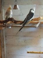 2 valkparkieten, Dieren en Toebehoren, Vogels | Parkieten en Papegaaien, Meerdere dieren, Parkiet