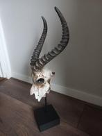 te koop: mooie schedel op standaard, Ophalen of Verzenden, Zo goed als nieuw