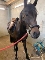 Verzorgpony aangeboden / bijrijder gezocht, Verzorging of Verzorgpony's