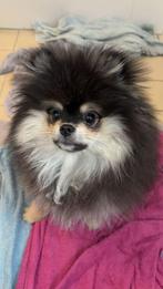 Pomeranian (pomeriaan) pup, Dieren en Toebehoren, Honden | Poolhonden, Keeshonden en Oertypen, Particulier, 15 weken tot 1 jaar