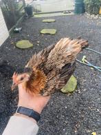 Serama hen, Dieren en Toebehoren, Pluimvee, Vrouwelijk, Kip