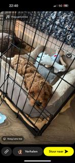 Bench l, Dieren en Toebehoren, Ophalen of Verzenden, Zo goed als nieuw