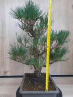 Bonsai Pinus Thunbergii, zwarte den, Bloeit niet, Overige soorten, Minder dan 100 cm, Ophalen